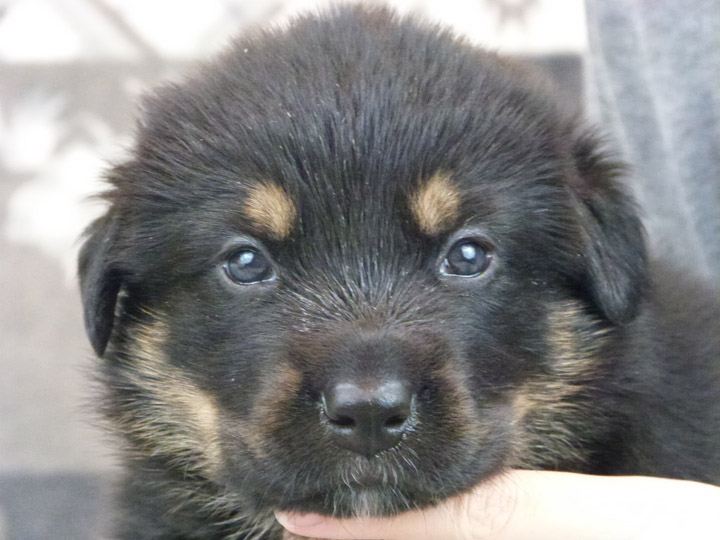 chinook puppy